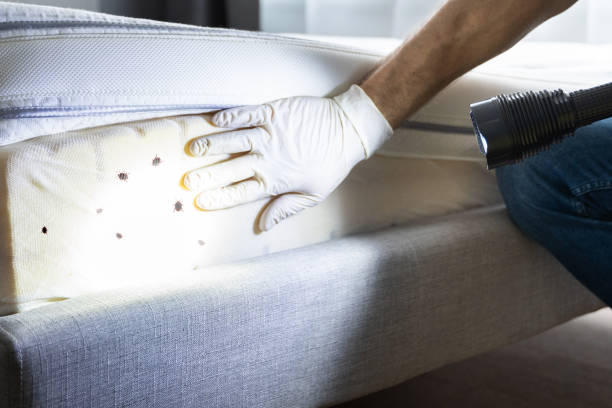 Best Pest Control Treatment  in Gueydan, LA