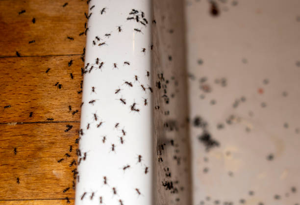 Best Local Pest Control Services  in Gueydan, LA