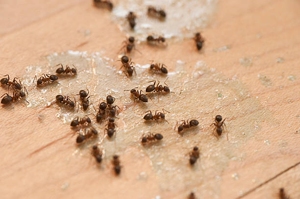 Best Pest Prevention Services  in Gueydan, LA